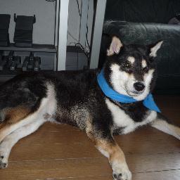 一匹の犬です。    A Japanese Dog!