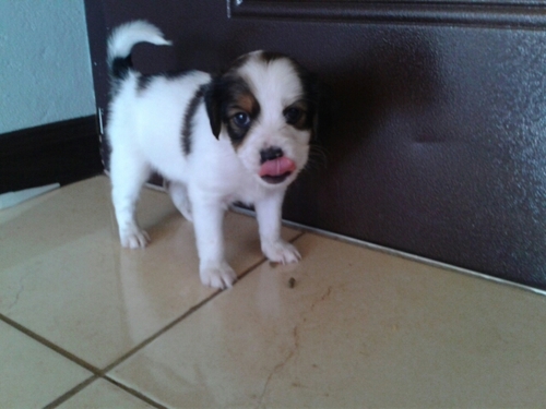 JCSaFan15's profile picture. 