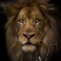 Antonio45680915 Profile Picture