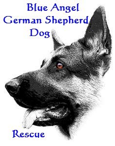 Saving unwanted German Shepherd Dogs from TX kill shelters has been my passion!