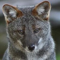 Chiloé-Silvestre (@chiloesilvestre) 's Twitter Profile