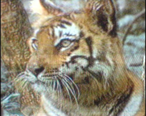 Bigangrycat's profile picture. http://t.co/bUIK0Sghzz