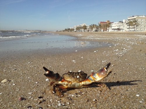 biopenedes's profile picture. 