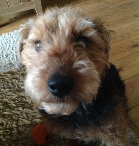 I'm a Lakeland Terrier
