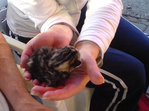 sheltercats's profile picture. http://t.co/VEXqPRGa0w