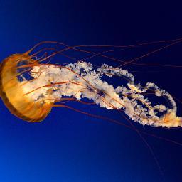 michaeljonatann's profile picture. #F's