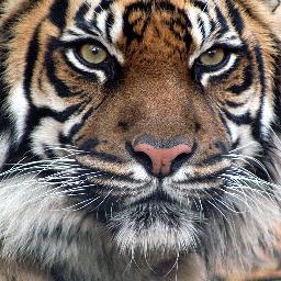 tariqghilal's profile picture. 