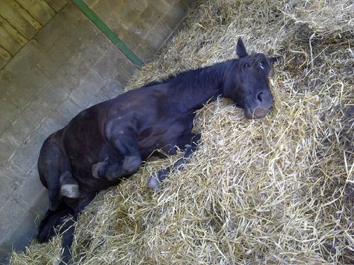 CavalierCaramac's profile picture. Hey. =) I'm a big Walker expert =3 & Buffy&Angel fan! Also I Have 3 beautiful horses who i'd rather hang out with than some people:Cavalier Caramac & Sherry