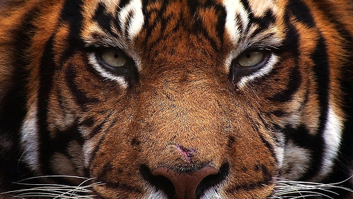 vincfersino's profile picture. http://t.co/lKWI4xVuWc