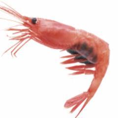 主に死んでる