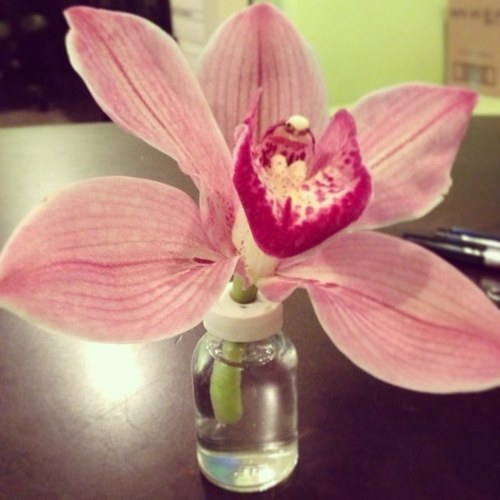 bestofblissteam's profile picture. http://t.co/fR22dNNm invites you to try our products created with the power of nature. Follow us on our journey to wellness! Info@bestofbliss.com