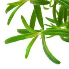 The #1 site on natural remedies, health, and wellness!