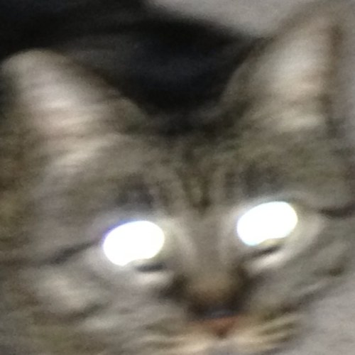 YodaMorgenstern's profile picture. The late Yoda Morgenstern, a rescue cat, loved life. Speak out against animal abuse.