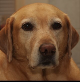 Jeff Lacey, Senior iOS Engineer at Literati. I like dogs and Christmas lights. https://t.co/CkCmy1LZlb