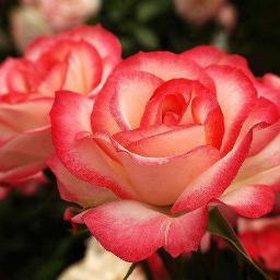 shahina37794323's profile picture. 