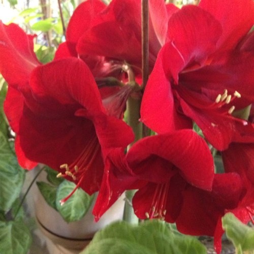 gardenerboy55's profile picture. gardener,plant collector,world traveler to see gardens around the globe antiques , gardens and art make the world a better https://t.co/Ez24TlDTZ9 is beautiful!!