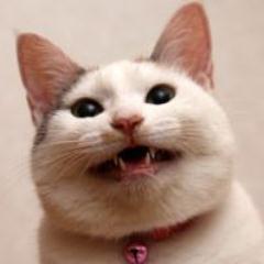 Nyanko3rd Profile Picture
