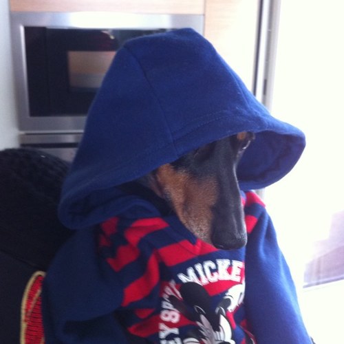 BeefusH's profile picture. 12 year old incontinent ball enthusiast