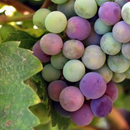 We love sharing Washington wines and our wine knowledge with our guests. Let us help you create a memorable day in the Woodinville Wine Country.