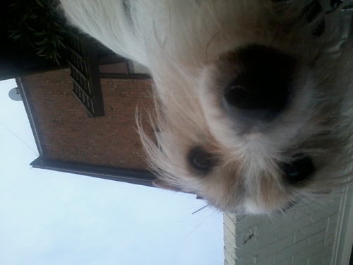 Im a dog my ourner is @Officialmacwigg. I love Him So Much