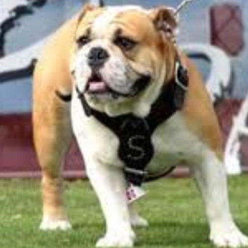 djdawg12's profile picture. 