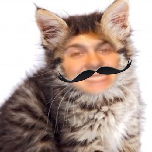 Ello I'm Catliff. My buddies are @rikerfinchr5 @rydelfinchr5 @rockyfinchr5 @rossfinchr5 and @rylandr5 . My owner is @sophr5 . Meow!
