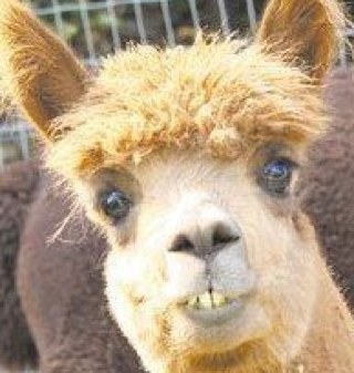 Dante_Patterson's profile picture. 