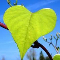 renard217's profile picture. 