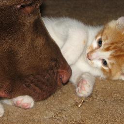 NO AL MALTRATO ANIMAL!!!...                                      Respeto, amor y protección siempre para todos los animales!!!.