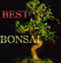 Bonsai Artist, Web Designer specializing in Google Cloud Developer Tools,SEO and Ecommerce integration.