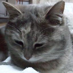 ねむいです