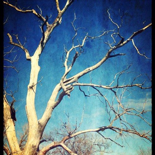 adgirlksu's profile picture. 