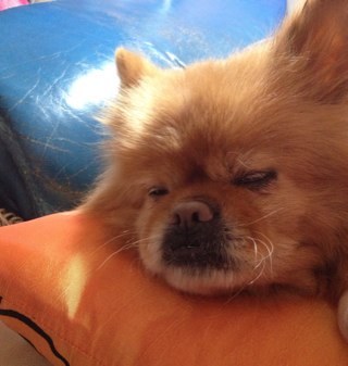 AthenaDuck's profile picture. 