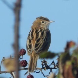 G_Buitron's profile picture. Germán Buitrón Méndez