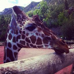 ZooKeeperTalk's profile picture. Things zoo keepers say in the wild. (FYI. No animals were harmed in the making of these tweets)