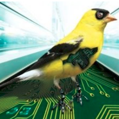 GoldfinchDrones's profile picture. I am an author and a business consultant with a mind that likes to wander. That's why I wrote a book - link to it is below. Enjoy!