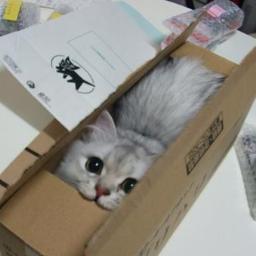 waon_eng's profile picture. 米系の外資系企業の会社員。英語はあまり得意ではないけれど、英語の会議が多いので英語の勉強をはじめようと決意。英文法が大の苦手科目。リスニングはまだマシ。会話では英単語並べて何となく意思疎通できてしまえば良い派。将来は英語圏で生活してみたいなぁ。あ、猫飼ってます。