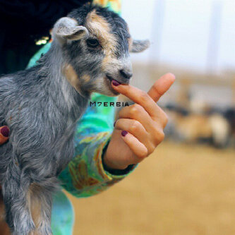 R_Alkhatri's profile picture. 