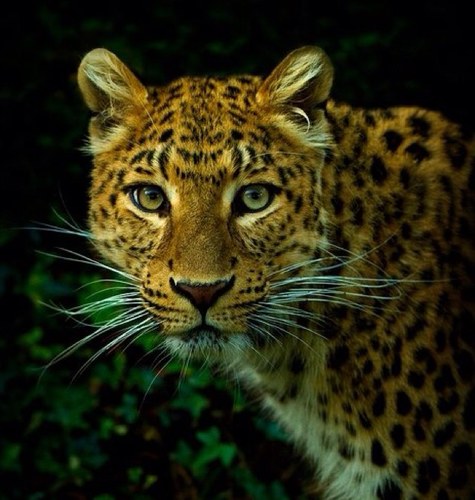 Suzlla's profile picture. 