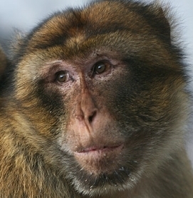 http://t.co/J10UN4yIlJ is your one-stop-shop for flights, hotels and holidays to Gibraltar.