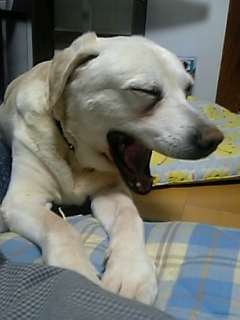 wu_hooch_uw's profile picture. 