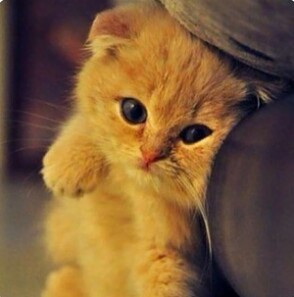 cuteanimal_pic's profile picture. 