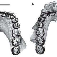 Human Evolution