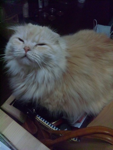 (=^ェ^=)スコ２匹と同居中。FANKSです！TMNETWORK専用アカウントに固定しました。 ずっとアカ放置してましたが、これから積極的にTM愛を呟いていきたいと思います！✨箱推しです❤︎3人とも大好き💕 +横浜DeNAベイスターズ＃45, ＃5⚾️野球love