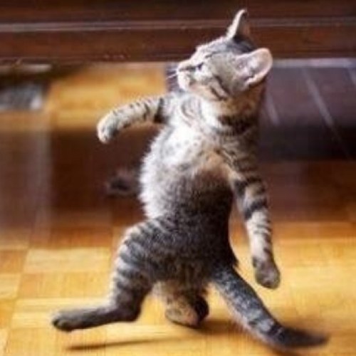 we the cats tweet for the rest of you cats out there