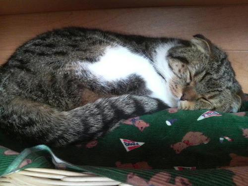 alleyoop330's profile picture. 