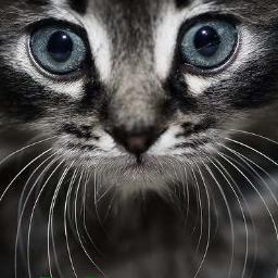 VipFriends1's profile picture. 