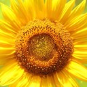 Beth Wyse - @beewise67 - Twitter