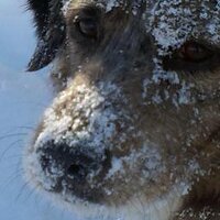16paws (@fureverbnb) Twitter profile photo