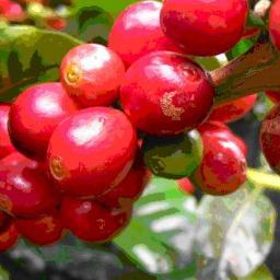 La vida es mejor tras una taza de café. Identidad Cafetera. Desarrollo Rural con enfoque territorial. Amo esta tierra. #alrecioempuje DP❤💛⚽️